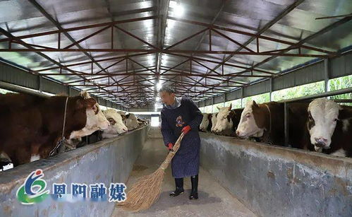 落實區委全會精神，夯實家禽養殖產業園區化基礎