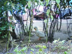 家禽養殖 助力生計還是擾民之源？