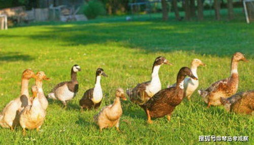 滅蝗鴨的食用安全性探討——家禽養殖視角