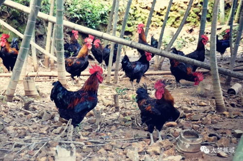 分紅模式助力脫貧 家禽養殖讓農民樂開了花