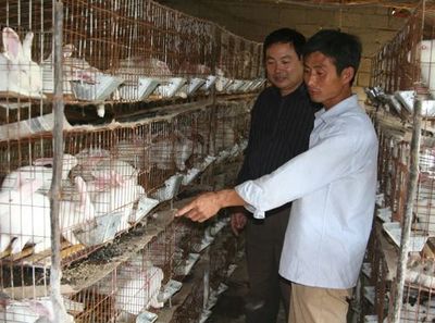 農(nóng)村致富新路徑 五大市場潛力巨大的家禽養(yǎng)殖商機