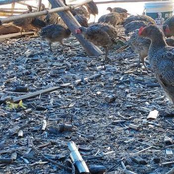 農(nóng)產(chǎn)品批發(fā)供應(yīng)商王健明 惠農(nóng)網(wǎng)電腦版助力家禽養(yǎng)殖產(chǎn)業(yè)發(fā)展