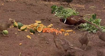 特色養殖新路徑 仿野生家禽養殖，一只150元年入15萬