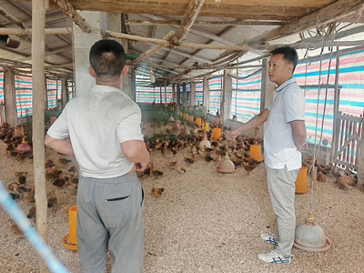 頭雁領航踐初心 勇擔使命促振興——記百色市人大代表、家禽養殖帶頭人蘭玉恒