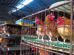 禽流感沖擊下 家禽產銷鏈條的寒冬與反思