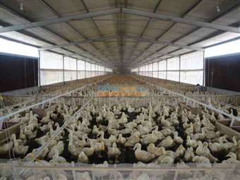 供應養雞料線、水線及養鴨料線與自動供水系統——昌邑市圍子永富金通機械設備廠助力家禽養殖高效發展