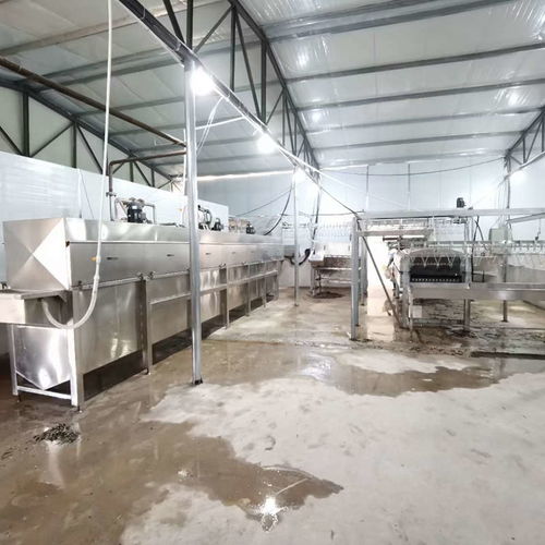 全自動(dòng)鴨鵝屠宰流水線 從家禽養(yǎng)殖到高效屠宰的現(xiàn)代化解決方案