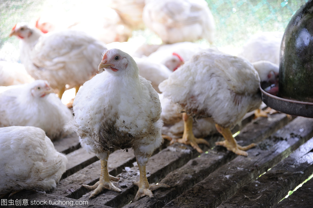 現(xiàn)代化農(nóng)場(chǎng)中的家禽養(yǎng)殖 科學(xué)管理雞只的健康與高效生產(chǎn)