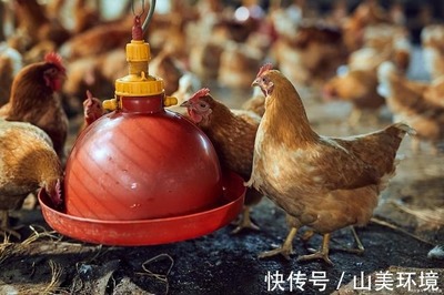 科技除臭，綠色養(yǎng)殖 豬糞雞糞有機(jī)肥與家禽養(yǎng)殖環(huán)境的一體化解決方案