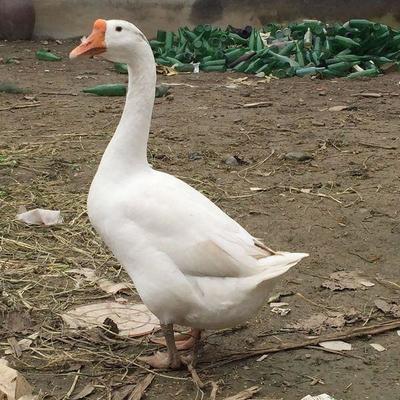 從課堂到兔舍 大學(xué)生返鄉(xiāng)養(yǎng)殖雜交野兔，年入十幾萬的創(chuàng)業(yè)之道