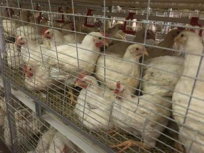 鑫眾農(nóng)牧 年出欄肉雞600萬羽，產(chǎn)業(yè)鏈深度合作驅(qū)動(dòng)降本增效