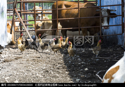 家禽養(yǎng)殖 從基礎(chǔ)到高效管理的全面指南