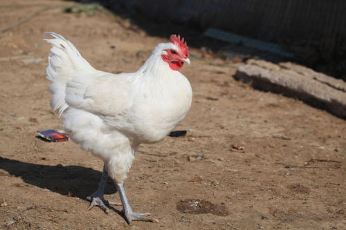 鄉(xiāng)村鏡頭下的鮮活畫卷 用攝影記錄農(nóng)村散養(yǎng)家禽的質(zhì)樸之美