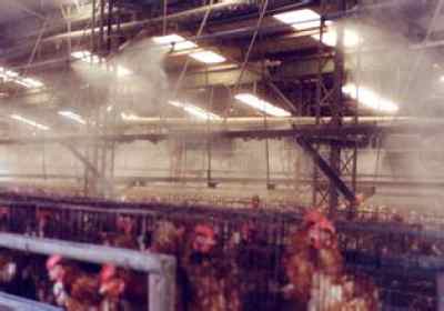 孝感家禽養殖業迎戰高溫 噴霧降溫與消毒并舉，保障產業健康發展