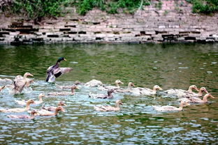 西高山鄉 多元家禽養殖 “啄”開致富新門